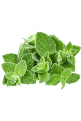 Picture of Oregano 1 Pk